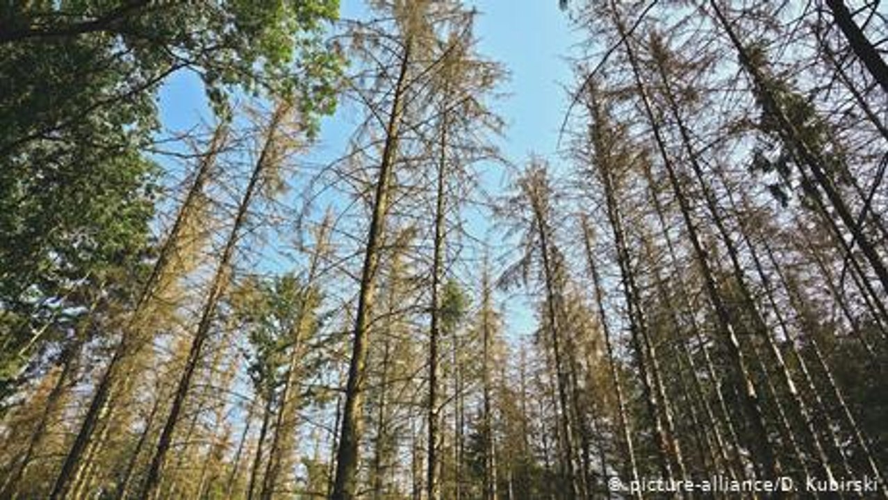 Belgien: Der Wald der Zukunft