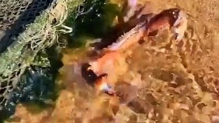 Catching Seafood  Deep Sea Octopus (Catch Crab, Catch Fish) - Tik Tok #35
