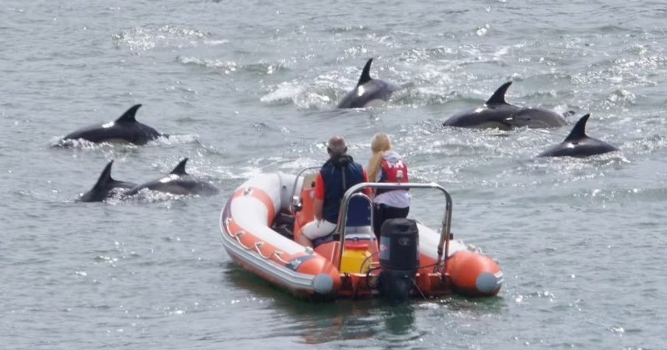 Royaume-Uni : dans un port, des marins ont été surpris par un groupe de dauphins qui s'est approché de leurs bateaux