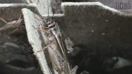 Los grillos, una solución para combatir la anemia