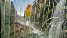 Canary x goldfinch Hybrid #2