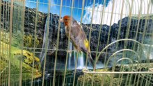 Canary x goldfinch Hybrid #4