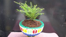 Amazing DIY Ideas Flower Pot Making using Plastic Basket and Cement