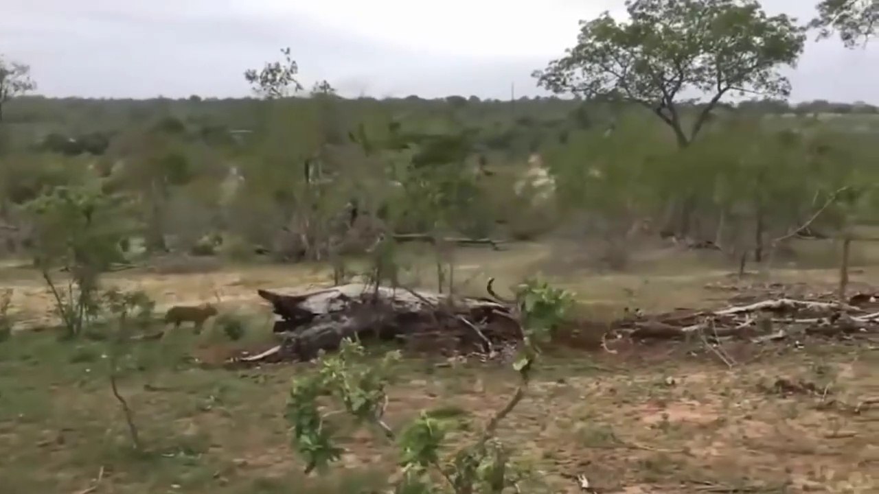 Leopard vs Python vs Gorilla Unexpected Ending of Python Hippo Save Impala From Crocodile