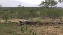 Leopard vs Python vs Gorilla Unexpected Ending of Python Hippo Save Impala From Crocodile