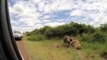 Lion Failed to Control Buffalo Buffalo Herd Rescue Baby Buffalo From Lion – Wild Dogs vs Zebra
