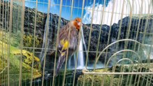 Canary x goldfinch Hybrid #6