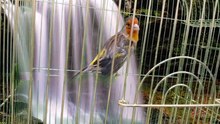 Canary x goldfinch Hybrid #8