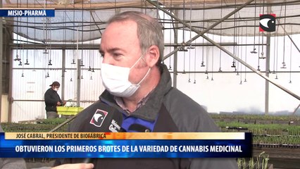 Obtuvieron los primeros brotes de la variedad de Cannabis Medicinal