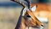 Powerful of Horrible Horns Causing The Lions To Panic, Antelope Oryx vs 8 Lions