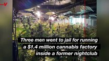 Three Men Were Arrested for Running a Million Dollar Cannabis Factory in a Former  Nightclub