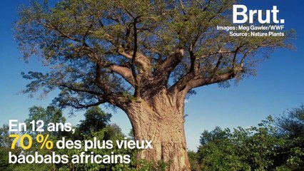 Afrique : les plus vieux baobabs sont en train de disparaître