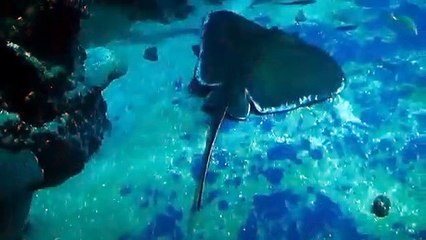 SEA LIFE - London Aquarium - Rays