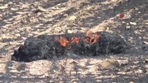 Aksaray'da 100 dekarlık tarladaki arpa ve buğday yanarak kül oldu