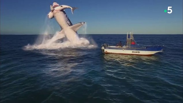 Enquête sur les prédateurs marins