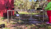 My Pvc Diy Chicken Coop Design - Never Rots - Easy To Build