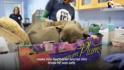 Scared Pittie Wouldn't Leave The Plum Box He Was Found In _ The Dodo Pittie Nation # ANIMAL LOVERS