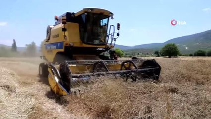 Menteşe'de 'Karakılçık' hasadı başladı