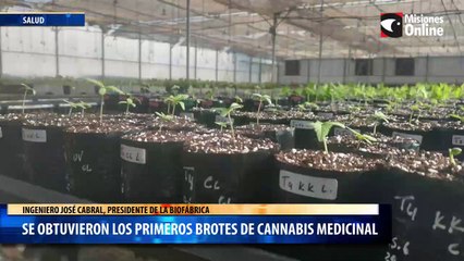 Se obtuvieron los primeros brotes de cannabis medicinal