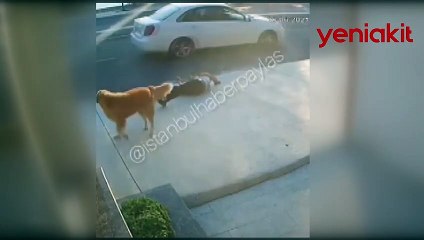 Başıboş sokak köpekleri dehşet saçıyor!