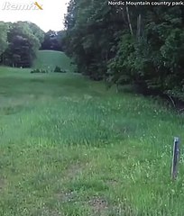 Une biche sauve un lapin d'un rapace