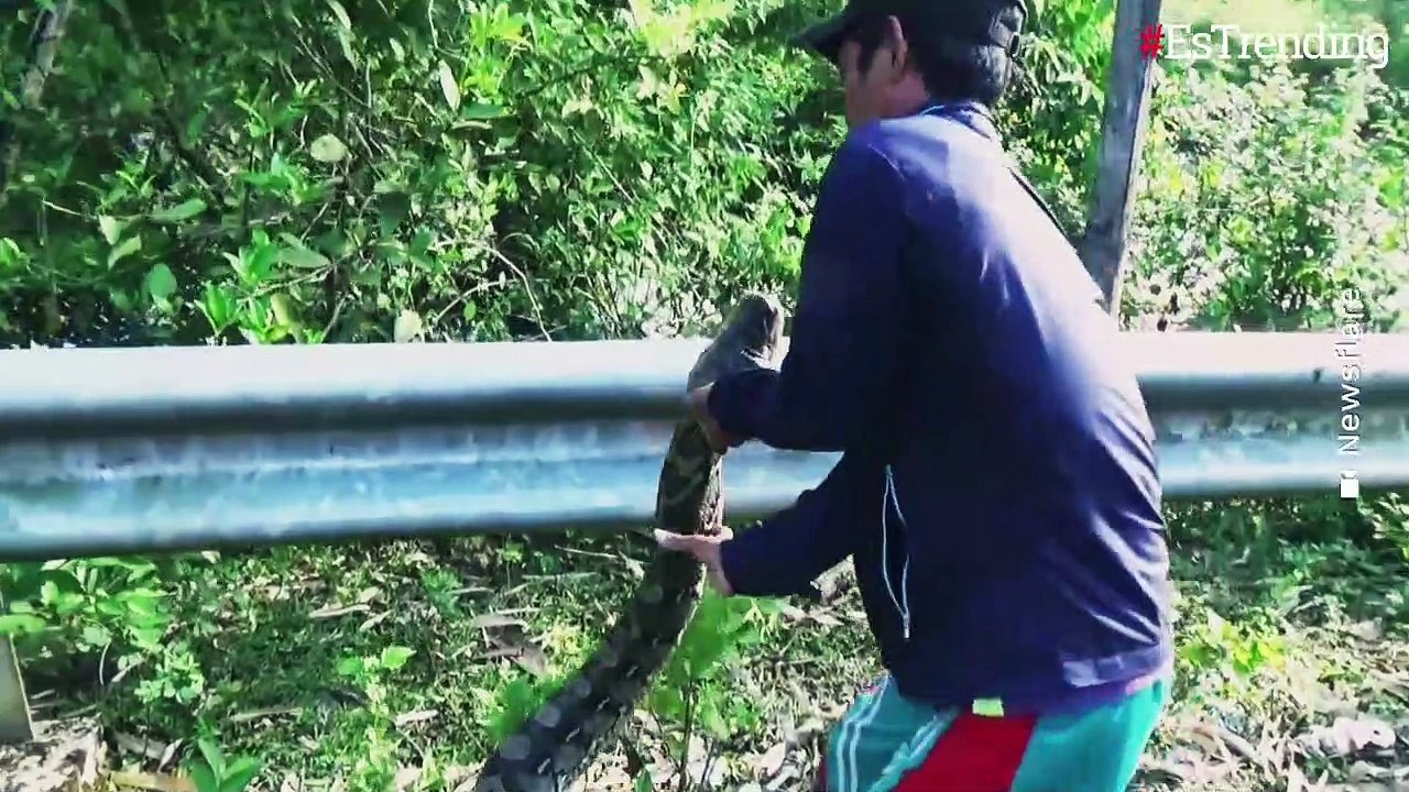 Capturan a una enorme pitón de 7 metros de largo en Indonesia