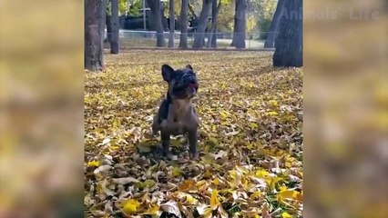 Funny Dogs  And Other Animals That Will Make You Laugh All Day Long