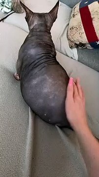 Chunky Sphynx Kitty Prefers Bum Spanks