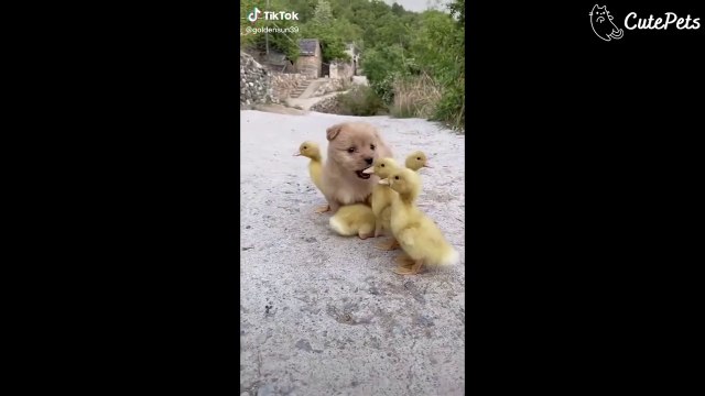 The Cutest Pets On Tiktok - Cutest Animals On TikTok #3