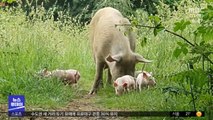 [이슈톡] 위기탈출 돼지…도축장서 도망쳐 새끼 출산
