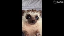 Hello My Name Is Suzie Tiktok Trend CUTE PETS EDITION - Cutest Animals On TikTok #4