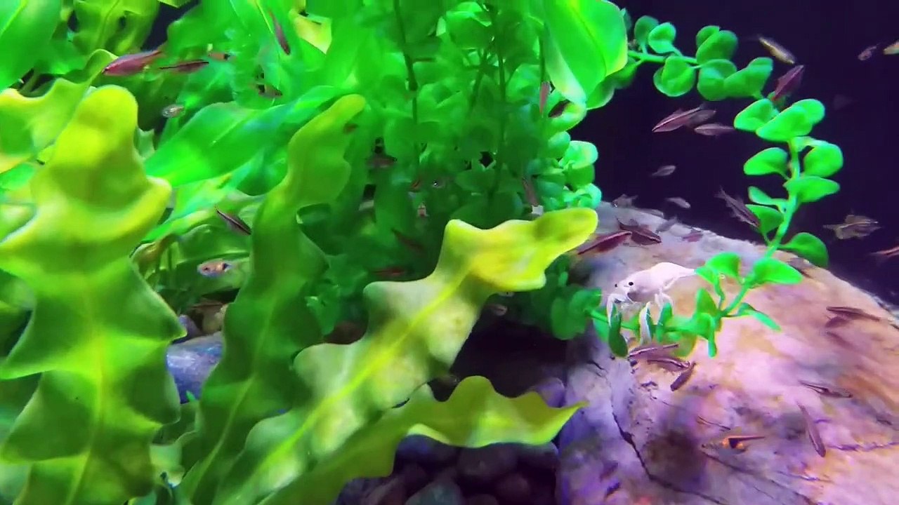 Oman Aquarium at Mall of Muscat Middle East's Largest Aquarium