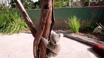 Kendine hayran bırakan yavru koala
