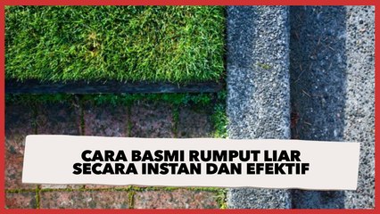 Cara Basmi Rumput Liar Membandel Secara Instan dan Efektif