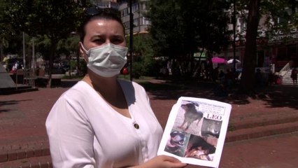 Kaybolan köpeğini bulana bir cumhuriyet altını verecek