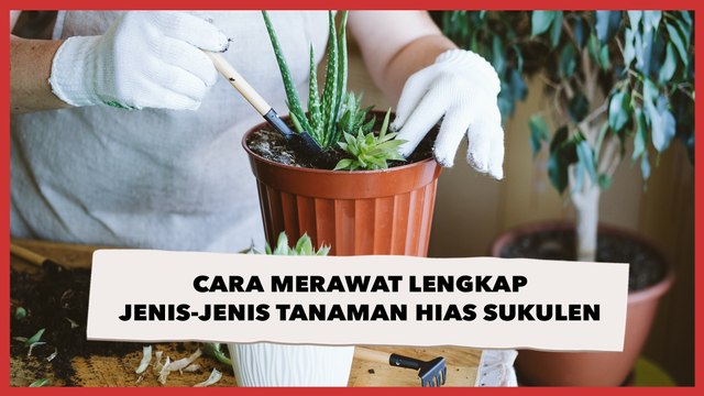 Cara Merawat Lengkap Jenis-Jenis Tanaman Hias Sukulen