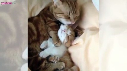 Anne kedinin şefkati...