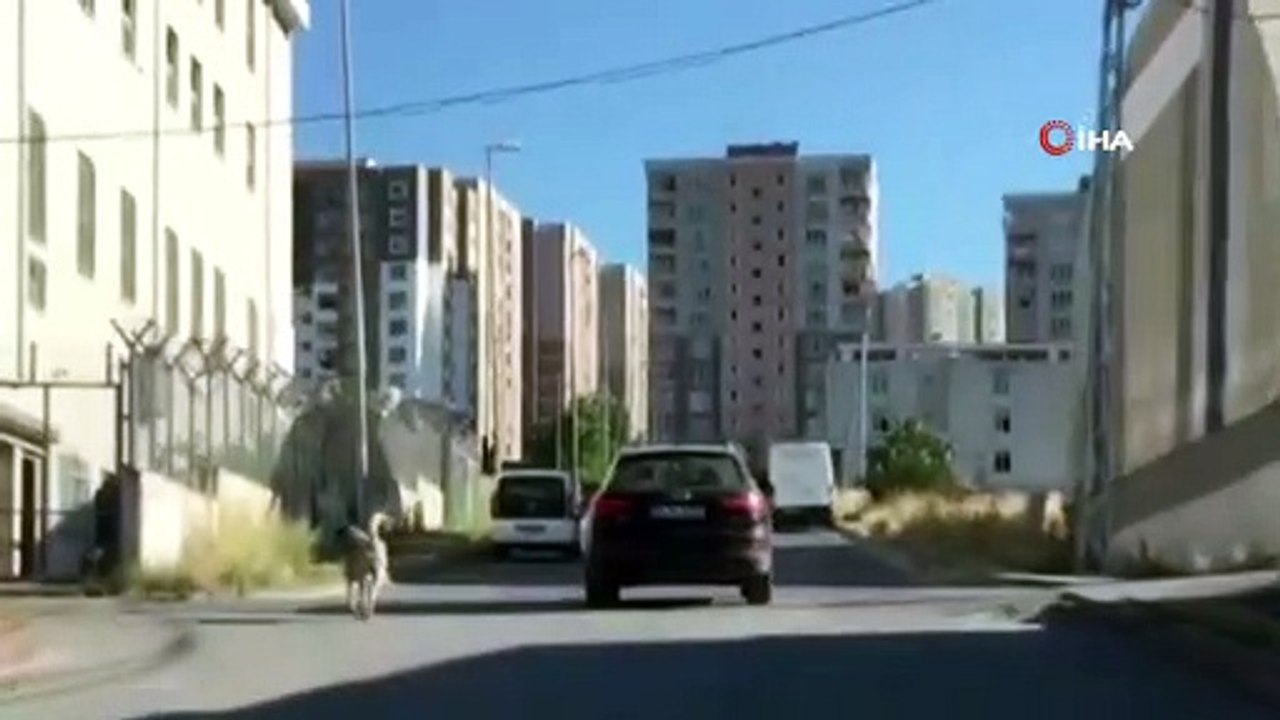 Araçla seyir halindeyken boynuna tasma taktığı köpeği peşinden koşturdu