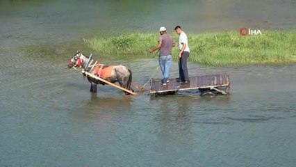 Sıcaktan bunalan atı nehirde böyle serinlettiler