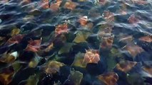 Massive Migration of Mobula Rays