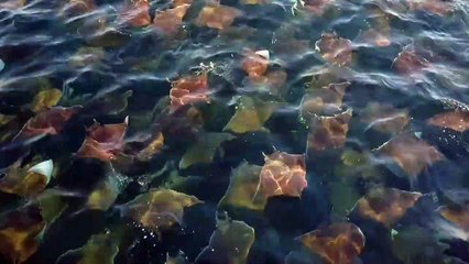 Massive Migration of Mobula Rays