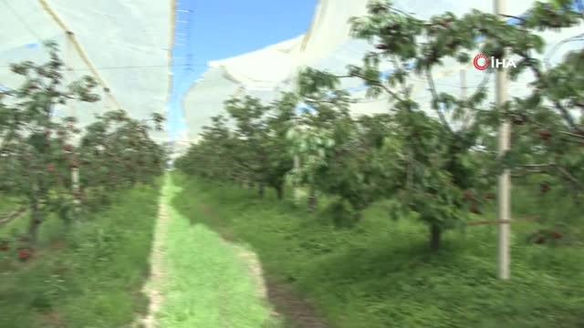 Beykoz'da yerel tarımla elde edilen kirazlar, Beykozluların evlerine dağıtıldı