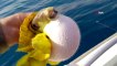 Balon balığı avcılığı teşviki olta balıkçılarını sevindirdi