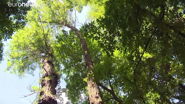 Ουγγαρία: Εκστρατεία για την διάσωση των παραπόταμων του Δούναβη