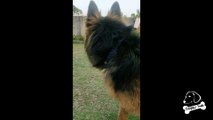 Obedient German Shepherd Dog following command| Dog Training| Doggy hub