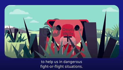 Risk Factor Stress | Time to fight back