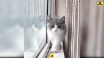 Cats | Funny & Cute Cats | Cats PRO | Cats Video compilation 03