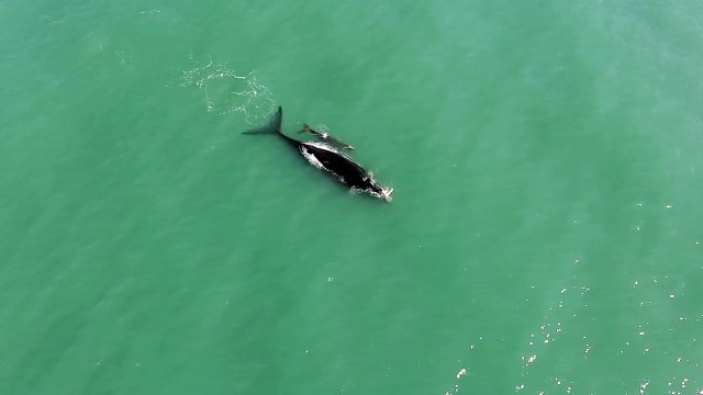 Primeiro filhote de baleia-franca de 2021 é flagrado em Imbituba, no Sul de SC