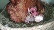 Chicks Hatching Process With Mother Hen 22 Days Video