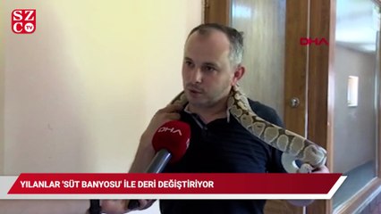 Yılanlar süt banyosuyla deri değiştiriyor